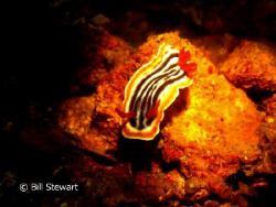 Nudibranch found at a depth of 90 feet while diving on th... by Bill Stewart 
